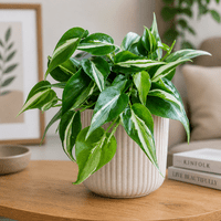 Philodendron hederaceum Rio