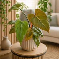 Philodendron Summer Glory