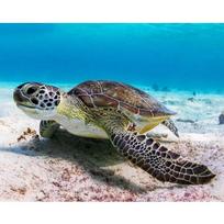 5D DIY Diamond Painting Sea turtle Cross Stitch Kit Mosaic Diamond Embroidery Rose Full Round/Square Drill Home Decoration Round 20x30cm