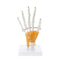 Anatomical Hand Joint Model Hand Skeleton With Flexible Fingers For Medicals Training And Animation Design 1