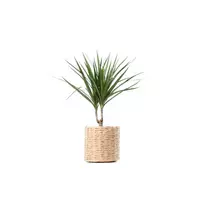 Lapinis augalas DRACENA