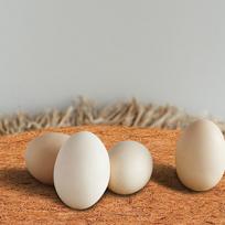 10Pcs Pigeon Nest Mat Natural Coconut Fiber 20Cm Lightweight Breathable Bird Nest Pad Egg Breeding Bird Nesting Mat 10X10X0.6CM