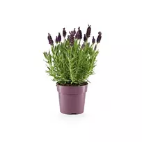 Vienmetis augalas LEVANDA vazono skersmuo 13 cm