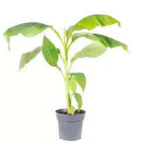 Japoninis BANANAS MUSA BASJOO vazono skersmuo 17 cm