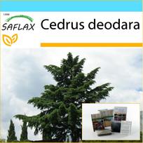 SAFLAX Dovanų rinkinys – Indijos kedras – 35 sėklos – Su dovanų dėžute, kortele, etikete ir vazono substratu – Cedrus deodara