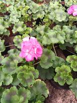 Vienmetė gėlė, pelargonija svyranti, vazonėlio skersmuo 12 cm.