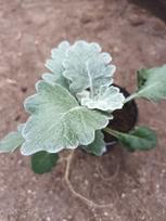 Vienmetė gėlė, žilė "Silver Dust", vazonėlio skersmuo 10 cm.