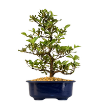 Žydintis Satsuki azalijos bonsai iš Japonijos P18 ,,Kaminoyamakarin''
