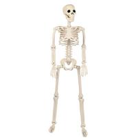 Gyvenimo dydžio skeletas, lankstomas, viso kūno, Helovino dekoracija su judamais sąnariais vakarėliui, šiurpinantys namo su vaiduokliais rekvizitai 1