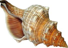 Dovanų idėja - kriauklė Fasciolaria Trapezium Trapezium sraigė Jūros sraigė (17-18 cm)