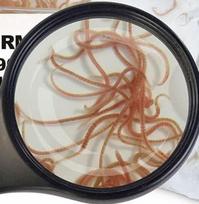 Gyvas maistas SAHAWA žuvų maistas įvairių rūšių, 45 ml arba 90 ml maišelis (Lustre Worms 45 ml)