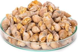 Sraigės su pamušalu 50g - gyvas maistas Žuvų kamuoliukų pakaitalas Schmerlen cichliden ir krabai