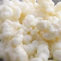 Tibeto grybų žalio ekologiško pieno kefyro grūdeliai 15g