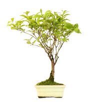 Callicarpa (grožūnė) P15