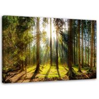 Canvas print Forest Nature Landscape Sunbeams 120x80 žalia