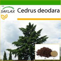 SAFLAX Indijos kedras – 35 sėklos – Su vazoniniu substratu geresniam auginimui – Cedrus deodara