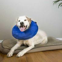 KONG 7548946 Cloud Large - a treat for dogs