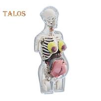 Skaidrus nėštumo modelis 4D vizija žmogaus anatomija torso modelis medicininė kolekcinė figūrėlė su visiškai nuimamais organais studentams profesionalams gryna