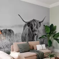 Fototapetai - Škotijos kalnų galvijai