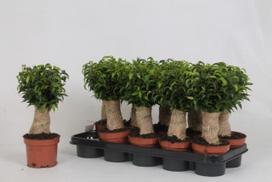 Kambarinis augalas, fikusas "Benjamino Natasja", vazonėlio skersmuo 12 cm.