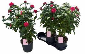 Vienmetė gėlė, pentas (Egipto žvaigždė), ant stiebo, vazonėlio skersmuo 19 cm.