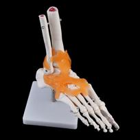 1: 1 Žmogaus skeletas Žmogaus modelio sąnario medicininės anatomijos kulkšnies raištis anatomiškai mokymo priemonė a set