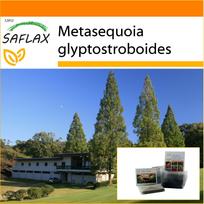 SAFLAX - Sodas maiše - Dawn Redwood - 60 sėklų - Su substratu tinkamame stovimame maišelyje - Metasequoia glyptostroboides