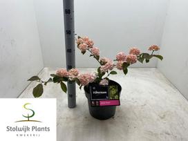 Dekoratyvinis krūmas, putinas raukšlėtasis "Rosa", vazonėlio skersmuo 23 cm.