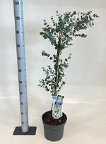Kambarinis augalas, eukaliptas "Gunnii", vazonėlio skersmuo 23 cm.