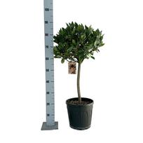Dekoratyvinis krūmas, lauramedis, ant stiebo, vazonėlio skersmuo 25 cm.