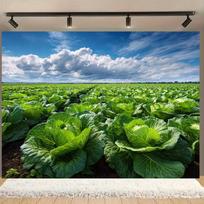 2D Rural Farm Cabbage Field Backdrop Outdoor Nature Photo Booth Background 47.2x31.5inch/120*80cm