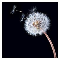 90x90cm Dandelion Lavender Backdrop for Home Decor,Parties,Studios,Outdoor Celebrations,Wedding 90X90CM