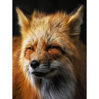 Naujas 5D „pasidaryk pats“ deimantinis paveikslas „Red Fox“ deimantinis siuvinėjimas „Gyvūnai“, „Siuvinėjimas kryželiu“, pilnas apvalus gręžtuvas namų dekoravimui, rankinis meno dovana Full Round 15x20CM