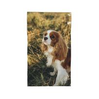 Cavalier King Charles Spaniel Square Soft Face Towel Quick Dry Pool Bath Cotton Towels Absorbent W30*H60(CM)