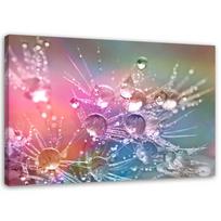 Canvas print Dandelion Plant Pink 60x40 violetinė