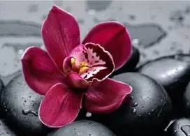 Nuotraukų rėmelis Wizardi Deimantinis paveikslas Royal Orchid WD036 38*27 cm