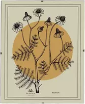 Nuotraukų rėmelis Mondex Since 1986 ADI Ramka 40x50 cm Antyrama