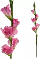 Mondex Since 1986 VIRIDIS Dirbtinė gėlė, kardelis, 85 cm, rožinė, padengta guma