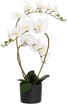 Dirbtinė orchidėja su vazonu Balta 45 x 15 x 65 cm
