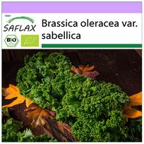SAFLAX Ekologiški – Lapiniai kopūstai – Westland Winter – 70 sėklų – Brassica oleracea