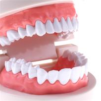 Medicina Dantų dantų modelis Ankstyvosios vaikystės mokymo dantų modelis vaikams 1 PC