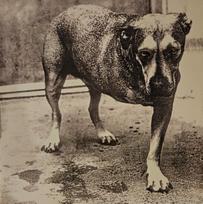 Vinyl (LP) Alice In Chains – Alice In Chains