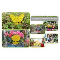 ABWR-72PCS Fruit Fly Sticky Traps Fungus Gnat Traps Insect Trap For Plants Kitchen Indoor Outdoor White Flies Mosquitos Easy Ins