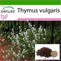 SAFLAX Paprastasis čiobrelis – 200 sėklų – Su vazoniniu substratu geresniam auginimui – Thymus vulgaris
