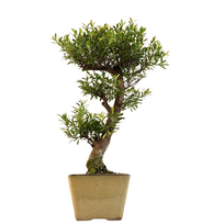 Syzygium Bonsai P14 ZG04