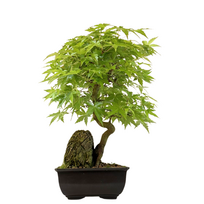 Bonsai Klevas ant uolos (Acer palmatum) P15
