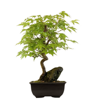 Bonsai Klevas ant uolos (Acer palmatum) P15