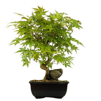 Bonsai Klevas ant uolos (Acer palmatum) P15