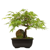 Bonsai Klevas ant uolos (Acer palmatum) P15