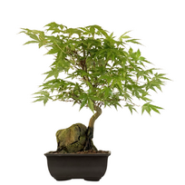 Bonsai Klevas ant uolos (Acer palmatum) P15